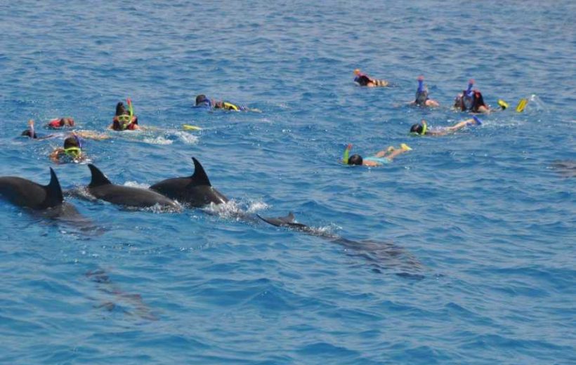Swim with the Stars: Unforgettable Dolphin Experiences in Sharm El Sheikh